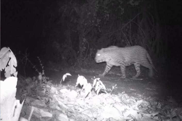 जिले के जंगलों में मांसाहारी जानवर भी मौजूद, बाघ व तेंदुओं की फोटो वायरल