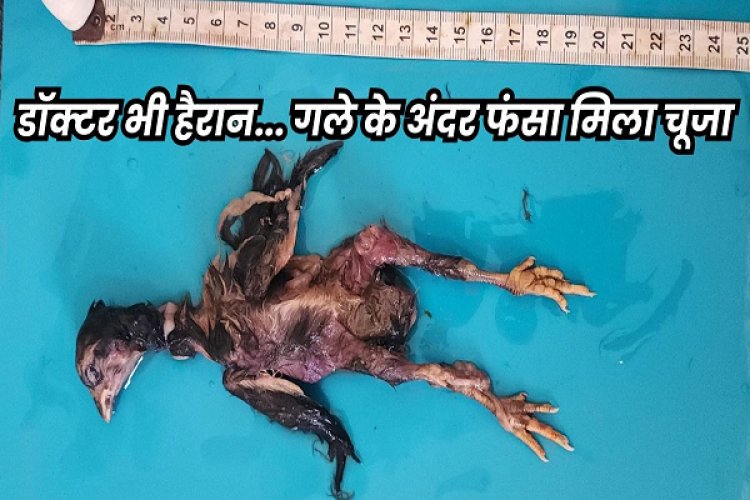 ये कैसा अंधविश्वास, पिता बनने के लिए निगल गया जिंदा चूजा... सांस नली में फंसने से गई जान