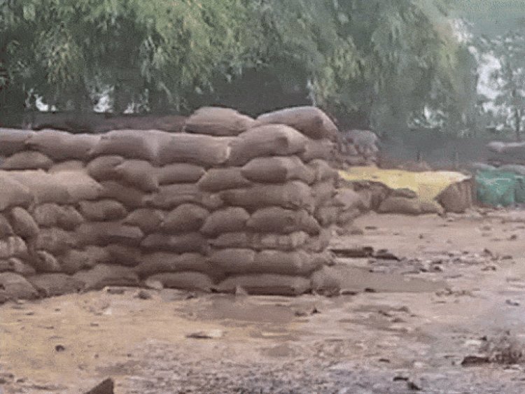 मैहर: बारिश में भीगी खुले में रखी लाखों क्विंटल धान:खरीदी केंद्रों से उठाव में विलंब का नतीजा; किसानों में माथे पर चिंता की लकीरें