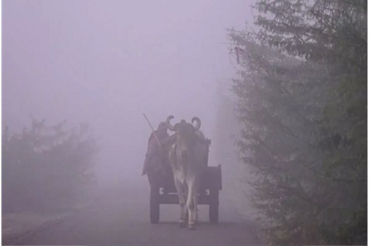 संभल समेत यूपी के इन जिलों में घने कोहरे का येलो अलर्ट, IMD ने जारी की चेतावनी; दो द‍िन बरतें सावधानी