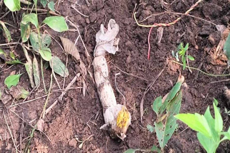 नक्सलियों ने लगाया था आईईडी, जवानों ने किया निष्क्रिय