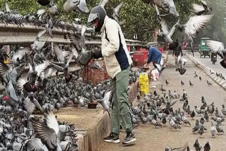 दिल्ली में कबूतर को दाना डालने पर लगेगी रोक, 13 साल पुरानी याचिका पर एनजीटी का ऐक्शन