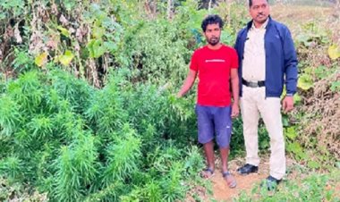 गांजा की खेती करने वाला आरोपी गिरफ्तार