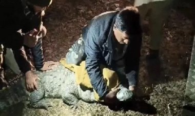 मध्य प्रदेश के सागर में पूर्व भाजपा विधायक के बंगले में 60 साल से चल रहा था चिड़‍ियाघर