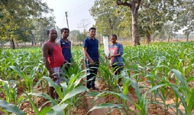 फेरोमोन ट्रैपरू मक्का की फसल को सैनिक कीट से बचाने का कारगर उपाय