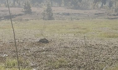 हाथी के शावक की मौत