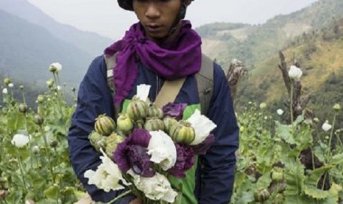 चुराचांदपुर में 12 एकड़ भूभाग पर की गई अफीम की अवैध खेती नष्ट की गई