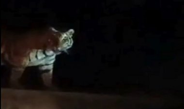 रिहायशी क्षेत्र में घूम रही बाघिन, वीडियो बनाने लोगों में होड़...