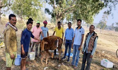 गाय का सिजेरियन ऑपरेशन कर बचाई गई बछड़े की जान