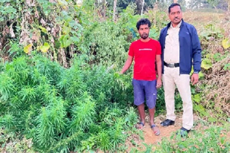 गांजा की खेती करने वाला आरोपी गिरफ्तार