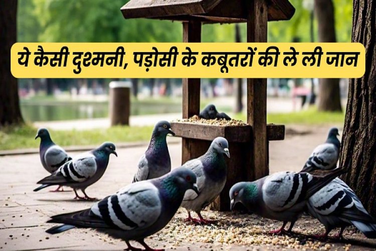 एक-एक कर 28 कबूतरों का गला घोंट डाला, दुश्मनी का बदला लेने पड़ोसी ने की वारदात
