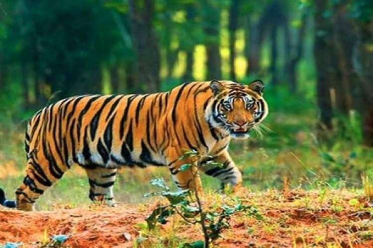 जिला प्रशासन की नागरिकों से अपील : बाघ से रहें सतर्क, घर के अंदर ही रहें