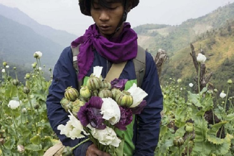 चुराचांदपुर में 12 एकड़ भूभाग पर की गई अफीम की अवैध खेती नष्ट की गई