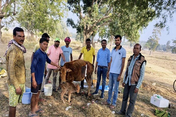 गाय का सिजेरियन ऑपरेशन कर बचाई गई बछड़े की जान