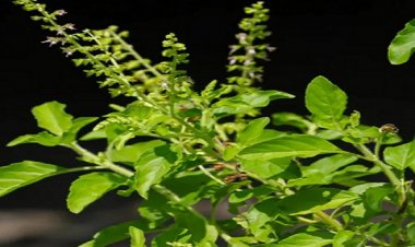 तुलसी की पत्तियां सेहत के लिए हैं बेहद गुणकारी