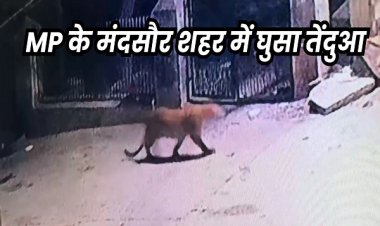 मंदसौर शहर की घनी बस्ती में घूमते हुए दिखा तेंदुआ, लोगों में डर का माहौल