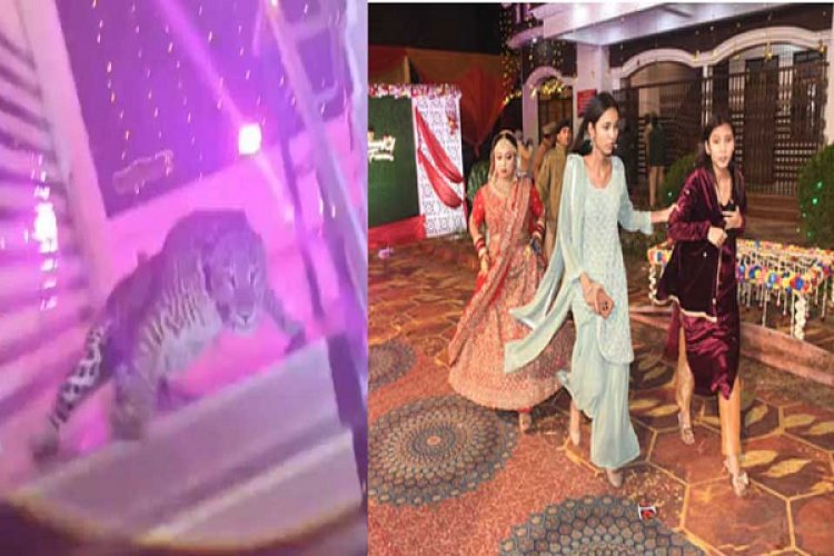 शादी समारोह में घुसा तेंदुआ, मची अफरातफरी, वन अधिकारी समेत कई घायल