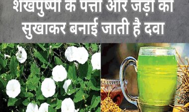 शंखपुष्पी से बदल सकती है किसानों की किस्मत... मानसिक तनाव, चिंता और अवसाद को करती है खत्म