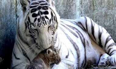 बांधवगढ़ बाघ अभयारण्य में बाघिन के हमले में लड़के की मौत