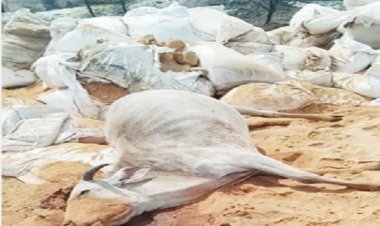 गोदाम में विषाक्त अनाज खाने से 25 गायों की मौत