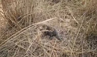 कूनो नेशनल पार्क से आई एक और खुशखबरी, चीता निर्वा ने पांच शावकों को दिया जन्म