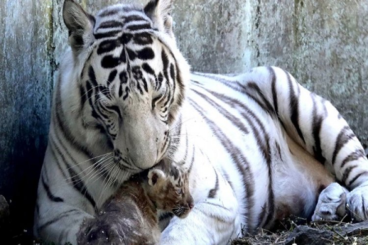 बांधवगढ़ बाघ अभयारण्य में बाघिन के हमले में लड़के की मौत