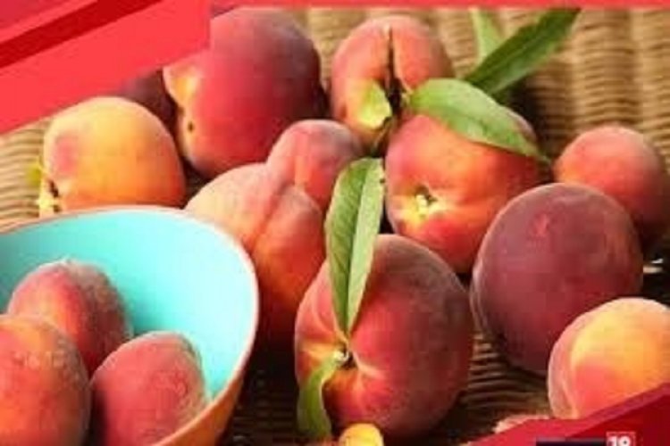 गर्मियों के मौसम में जरूर खाएं पोषक तत्वों से भरपूर आड़ू