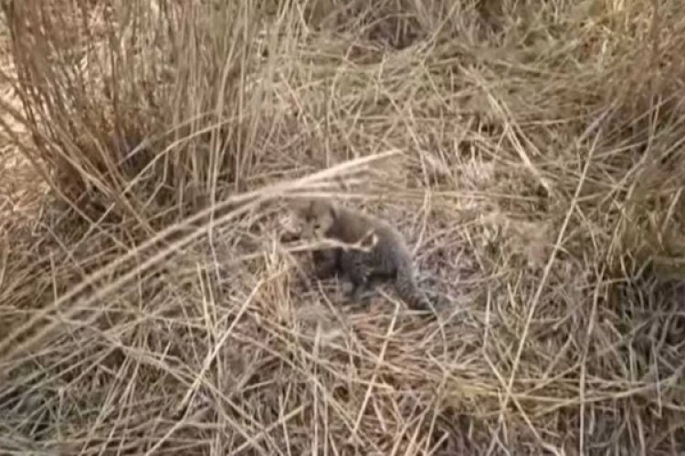 कूनो नेशनल पार्क से आई एक और खुशखबरी, चीता निर्वा ने पांच शावकों को दिया जन्म