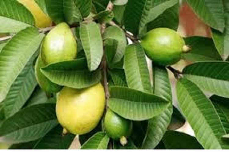 अमरूद के पत्तों में छिपा है सेहत का खजाना