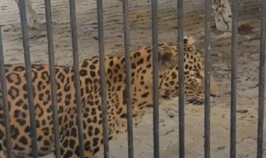 नहीं रहा नंदनवन का 'नरसिंह', बीमार तेंदुए ने ली अंतिम सांस