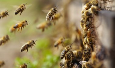 देवगढ़ बौद्ध गुफा में मधुमक्खियों का हमला: ADM को लगे 500 डंक, 9 अधिकारी घायल