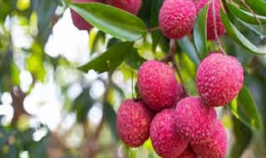 एक दिन में कितनी लीची खानी चाहिए