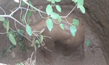 कुएं में गिरा हाथी शावक, रेस्क्यू में जुटा वन विभाग