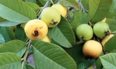 अमरूद के पत्तों में छिपा है सेहत का खजाना