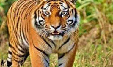 भारत में हर महीने औसतन हो रही है लगभग 17 बाघों की माैत