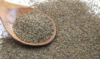 ज्यादा न करें अजवाइन का सेवन