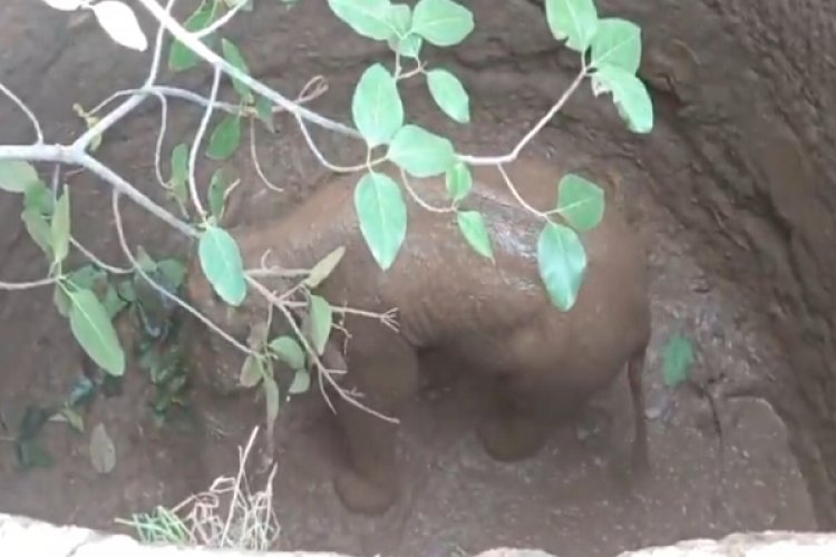 कुएं में गिरा हाथी शावक, रेस्क्यू में जुटा वन विभाग