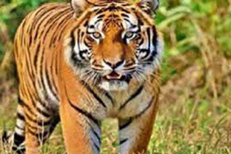 भारत में हर महीने औसतन हो रही है लगभग 17 बाघों की माैत