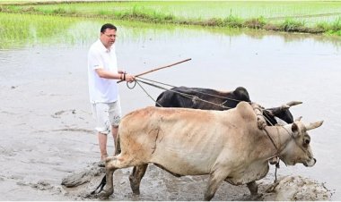 सीएम पुष्कर सिंह धामी ने खटीमा में की धान की रोपाई