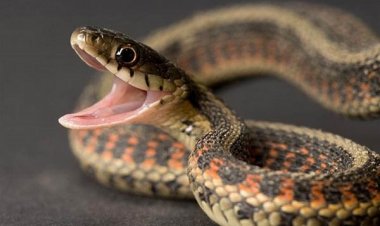 चलती बाइक से निकला जिंदा सांप: बाल- बाल बचा युवक