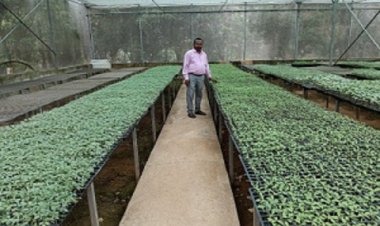 मिनी प्लग टाइप सीडलिंग यूनिट: किसानों के लिए गुणवत्तायुक्त पौधों का नया समाधान