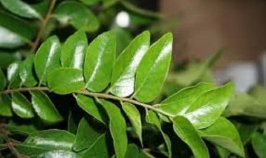 क्या कभी पिया है करी पत्ते का पानी?