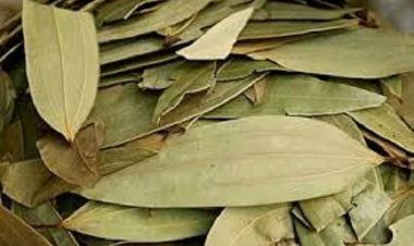 सेहत के लिए काफी फायदेमंद है तेज पत्ता