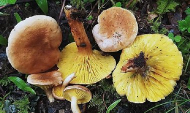 जंगली मशरूम खाकर अस्पताल पहुंचे एक ही परिवार के 13 लोग...