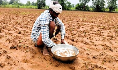 बालोद जिले के अनेक ग्रामों में कृषक कर रहे कोदो की खेती