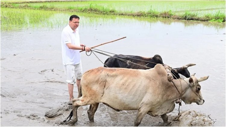 सीएम पुष्कर सिंह धामी ने खटीमा में की धान की रोपाई