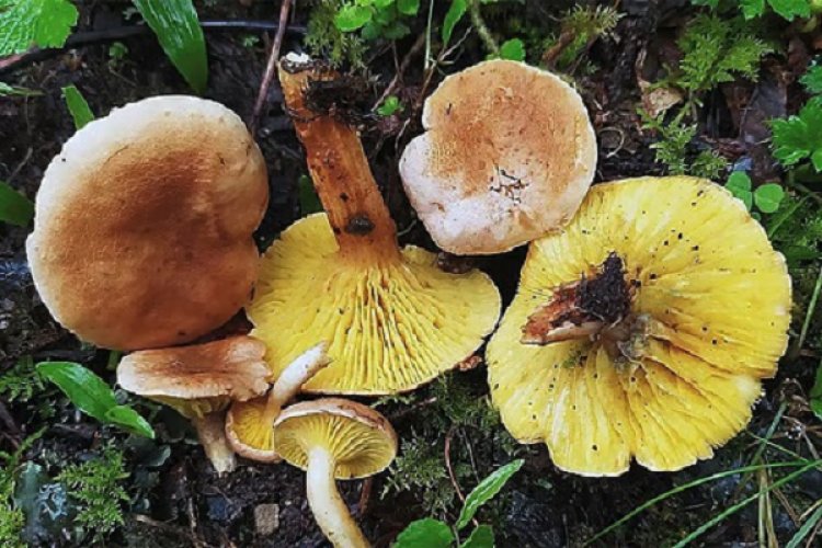 जंगली मशरूम खाकर अस्पताल पहुंचे एक ही परिवार के 13 लोग...