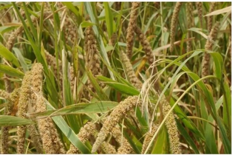 कोदो की खेती की ओर कृषकों का बढ़ता रुझान