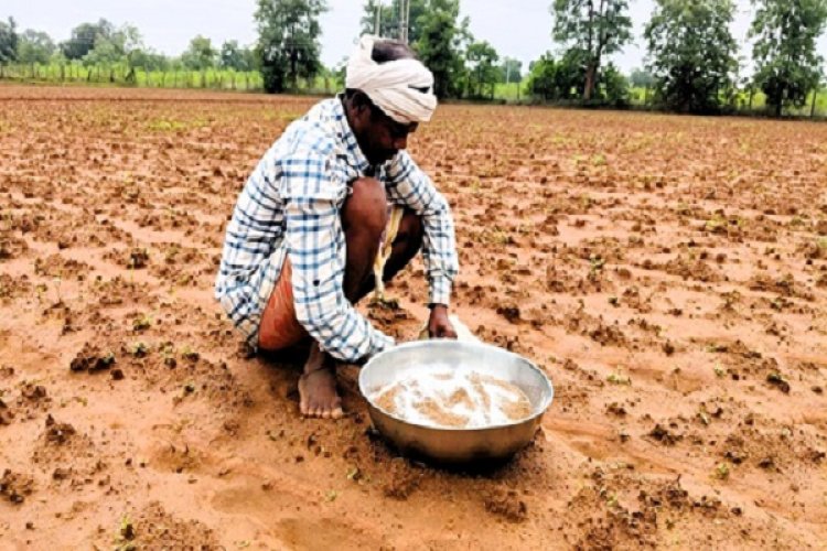 बालोद जिले के अनेक ग्रामों में कृषक कर रहे कोदो की खेती