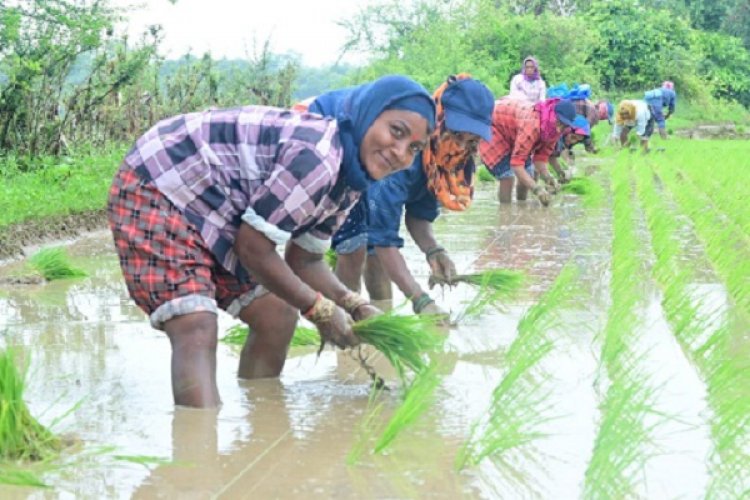 सरकार के नीतिगत फैसलों ने बढ़ाया छत्तीसगढ़ के किसानों का मान